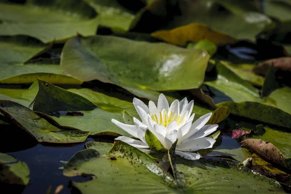 爱达荷州 Fernan 湖的白色睡莲的特写 — 图库照片