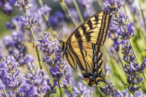 Żółty Swallowtail Motyl Papilio Multicaudata Kwiat Lawendy Północnej Idaho — Zdjęcie stockowe