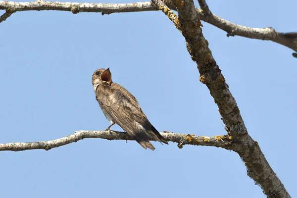 Una Golondrina Alada Áspera Del Norte Encaramada Una Pequeña Rama — Foto de Stock