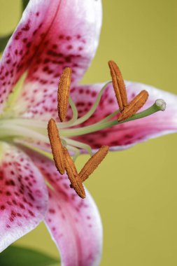 Mor ve beyaz zambak sarı bir arka plan karşı ayarla.