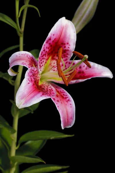 Close Photo Purple White Lily Black Background — Stock Photo, Image