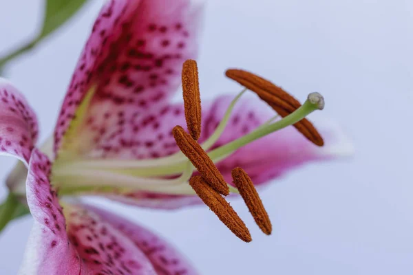 Close Purple White Lily Studio — Stock Photo, Image
