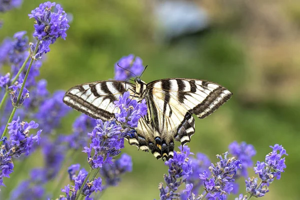 Ein Gelber Schwalbenschwanzschmetterling Papilio Multicaudata Auf Einer Lavendelblüte Nord Idaho — Stockfoto