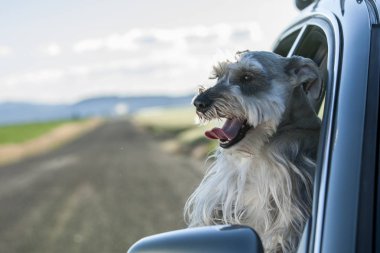 Minyatür Schnauzer Kuzey Idaho araba pencereden başını sopa.