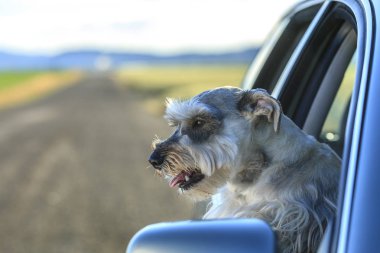 Minyatür Schnauzer Kuzey Idaho araba pencereden başını sopa.