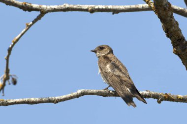 Kuzey bir kaba kanatlı kırlangıç Fernan gölün Kuzey Idaho yanında küçük bir dal üzerinde tünemiş.