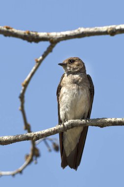 Kuzey bir kaba kanatlı kırlangıç Fernan gölün Kuzey Idaho yanında küçük bir dal üzerinde tünemiş.