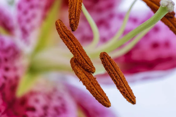 Nahaufnahme Einer Lila Weißen Lilie Einem Atelier — Stockfoto