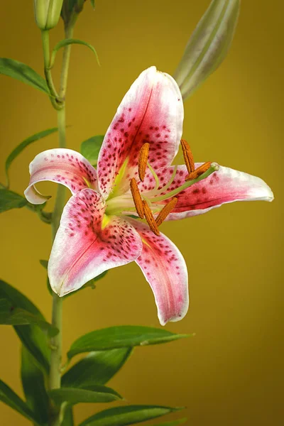 Purple White Lily Set Yellow Background — Stock Photo, Image