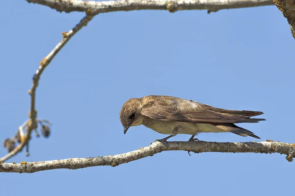 北爱达荷州 Fernan 湖的一个小树枝上栖息着一只北方粗糙的翅燕子 — 图库照片