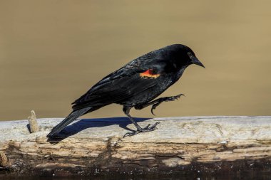 Bir günlük Kuzey Idaho Fernan gölde bir kırmızı - kanatlı blackbird yürür.