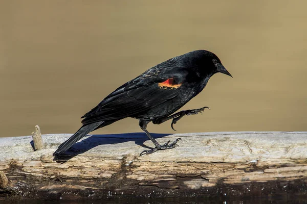 Bir günlük Kuzey Idaho Fernan gölde bir kırmızı - kanatlı blackbird yürür.