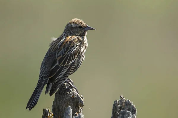 Close Song Sparrow Melospiza Melodia Perched Post Hauser Lake Idaho — Stock Photo, Image