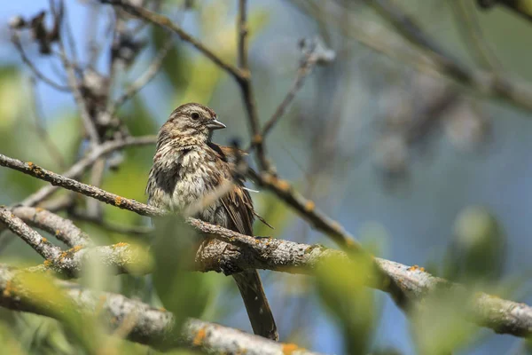 Song Sparrow Melospiza Melodia Perched Branch Thompson Lake Harrison Idaho — Stock Photo, Image