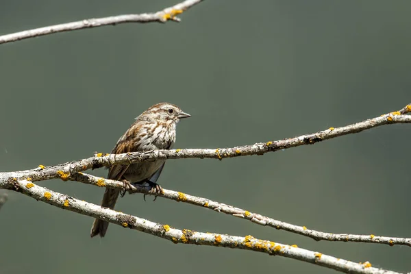 Small Song Sparrow Perched Branch Harrison Idaho — Stock Photo, Image