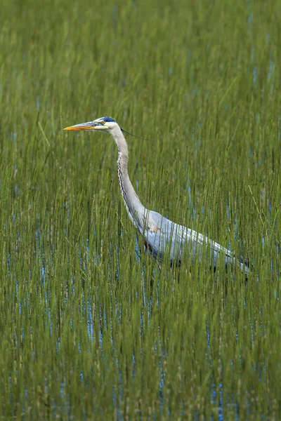 Great Blue Heron Wades Water Grass Wolf Lodge Bay Area — Stock Photo, Image