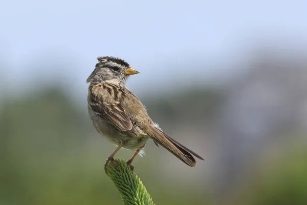 Gorrión Coronado Blanco Zonotrichia Leucophrys Está Encaramado Una Planta Seaside — Foto de Stock