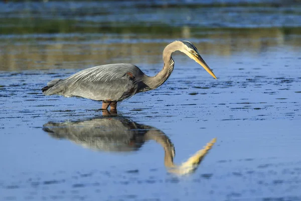 Great Blue Heron Ardea Herodias Stands Still Wating Catch Fish — Stock Photo, Image