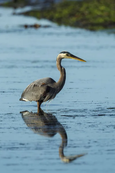 Büyük Mavi Balıkçıl Ardea Herodias Garibaldi Oregon Suda Yüzüyor — Stok fotoğraf