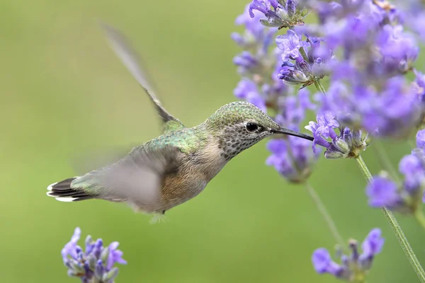 Kobiece Calliope Kolibra Selasphorus Calliope Pije Nektar Kwiatów Lavendar — Zdjęcie stockowe