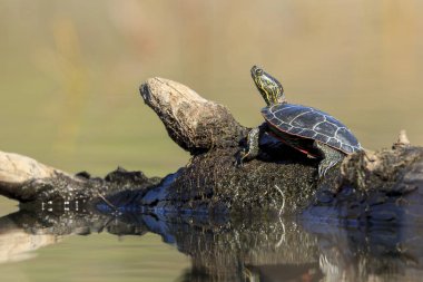 Güneşin bir oturum açma Fernan Gölü Idaho'da bir Amerika boyalı kaplumbağa (chrysemys picta) basks.