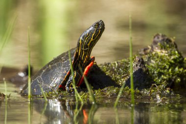 Bir Amerika boyalı kaplumbağa (chrysemys picta) Idaho Fernan gölde bir günlük kısmen açıktır.