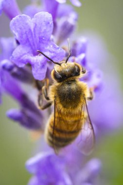 A yakın çekim bir lavendar tesisi, Lavandula spica API'leri, bal arısı,.