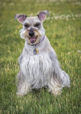 Minyatür schnauzer Kuzey Idaho bir parkta portresi.