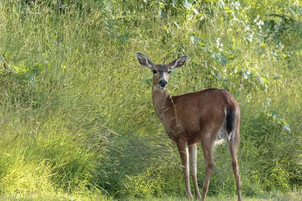 Black Tailed Deer Odocoileus Hemionus Columbianus Grazen Een Met Gras — Stockfoto