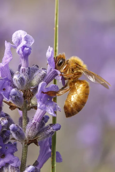 Eine Nahaufnahme Einer Honigbiene Apis Auf Einer Lavendelpflanze Lavandula Spica — Stockfoto