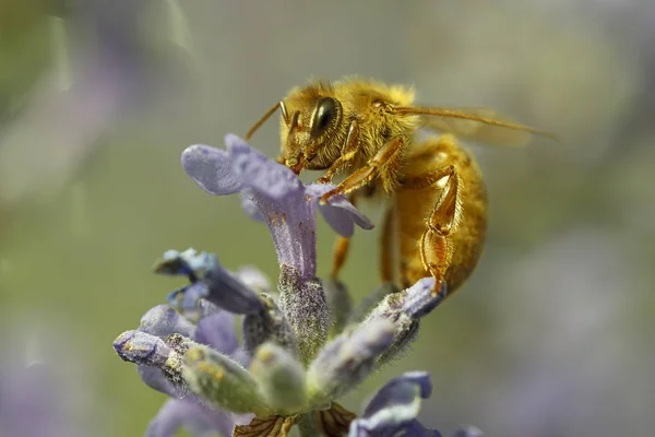 Yakın Çekim Bir Lavendar Tesisi Lavandula Spica Api Leri Bal — Stok fotoğraf