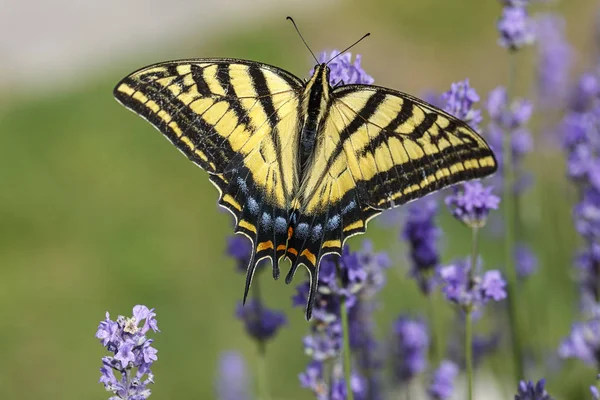 Żółta Swallowtail Papilio Multicaudata Zbiera Nektar Zakładzie Lavendar Lavandula Spica — Zdjęcie stockowe