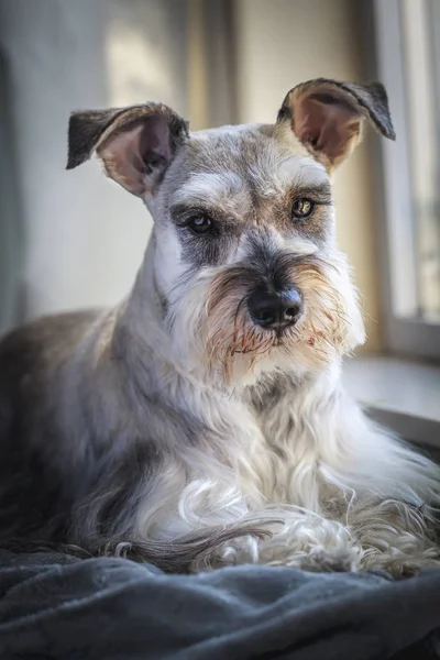 Portrait Intérieur Schnauzer Miniature Également Connu Sous Nom Zwergschnauzer Assis — Photo