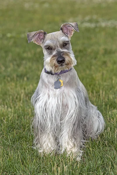 Portrait Schnauzer Miniature Dans Parc Nord Idaho — Photo