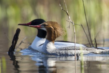 Kadın ve erkek ortak merganser (mergus merganser) Fernan Gölü Kuzey Idaho '.