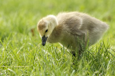 Bir Kanadalı kaz kaz yavrusu, branta canadensis, çim Spokane, Washington Park'ta Manito içeri girer.