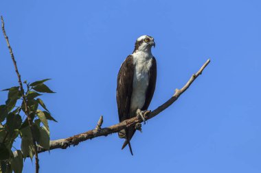 Sorguç, pandion haliaetus, Medimont, Idaho yakınındaki bir dalı üzerine oturur.