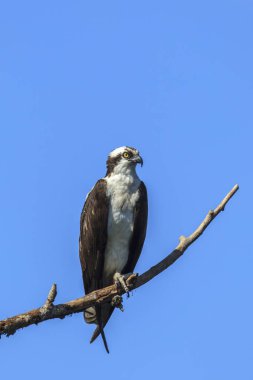 Sorguç, pandion haliaetus, Medimont, Idaho yakınındaki bir dalı üzerine oturur.