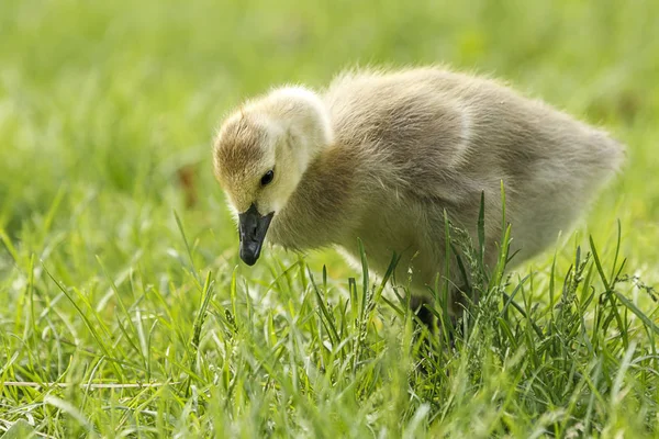 Egy Kanadai Lúd Gosling Branta Canadensis Séta Füvön Manito Park — Stock Fotó