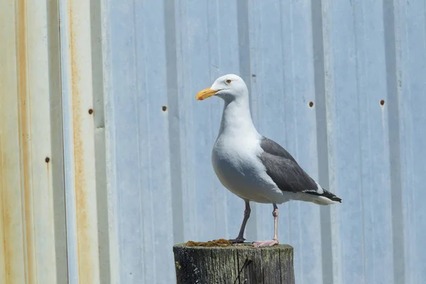 Eine Rauschende Möwe Larus Argentatus Steht Auf Einem Stapel Neben — Stockfoto