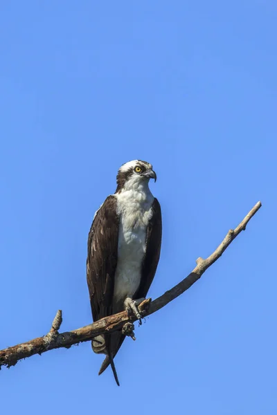 Visarend Pandion Haliaetus Zit Zat Een Tak Buurt Van Medimont — Stockfoto