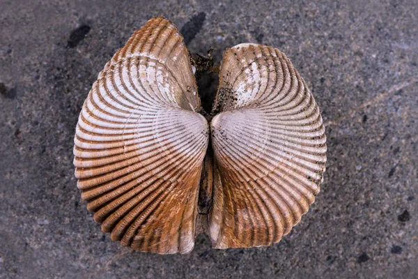 Close Van Gegevens Deze Zeeschelp Een Rots — Stockfoto