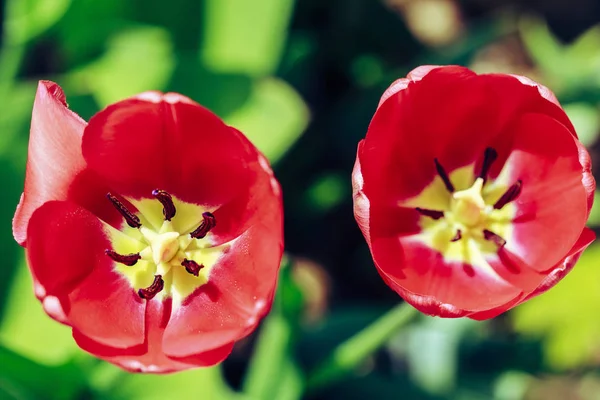 Primer Plano Del Interior Tulipán Jardín Idaho — Foto de Stock