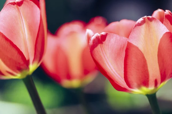 Tulipán Rojo Retroiluminado Jardín Norte Idaho — Foto de Stock