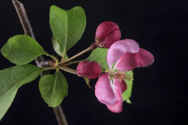 Eine Studioaufnahme Einer Blume Vom Krabbenapfelbaum — Stockfoto