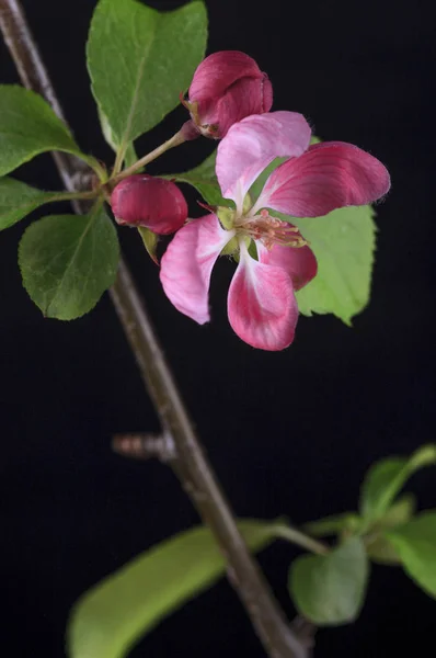 Plano Estudio Una Flor Del Manzano Cangrejo — Foto de Stock