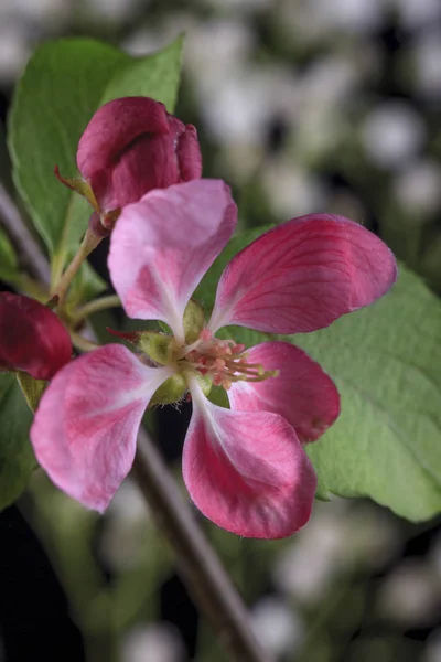 Izolované Fotografie Květu Crab Apple Tree — Stock fotografie