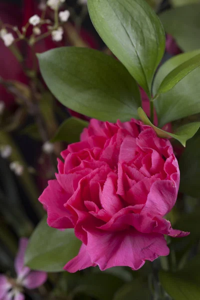 Nahaufnahme Einer Rosa Nelke Dianthus Caryophyllus Studio — Stockfoto