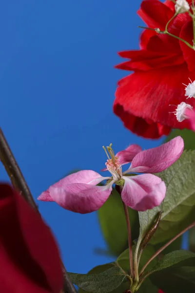 Una Macro Toma Estudio Una Flor Del Manzano Cangrejo — Foto de Stock