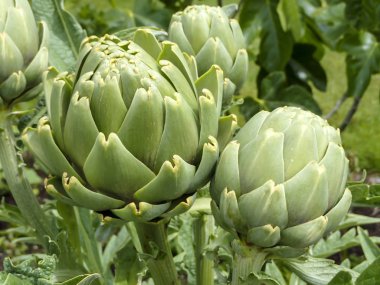 Makro görüntüsünü Seaside, Oregon'da bir bahçede çiçek tomurcukları kadar kapalı.